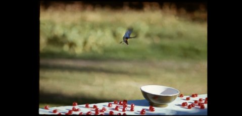 [Per Paul, feeding birds cherries, Antigua, 1969- Linda McCartney]