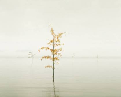 Orange Leaves - David Burdeny